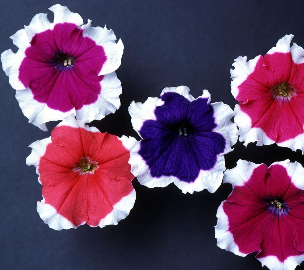 Pelleted Petunia Seeds 1,000 Bulk Petunia Seeds Candypops Picotee Mix