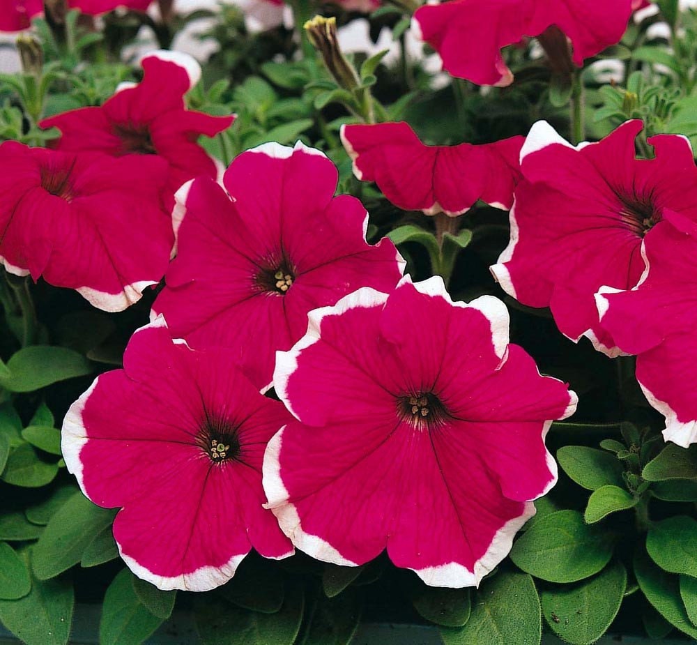 Pelleted Petunia Seeds 1,000 Bulk Flower Seeds Candypops Rose Picotee