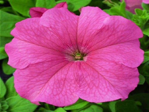 Pelleted Petunia Seeds 1,000 Bulk Flower Seeds Candypops Salmon