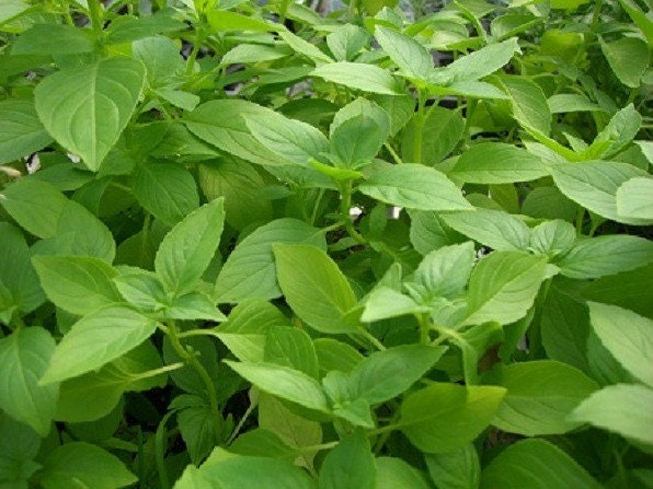 3,000 Lemon Basil Seeds Herb Seeds