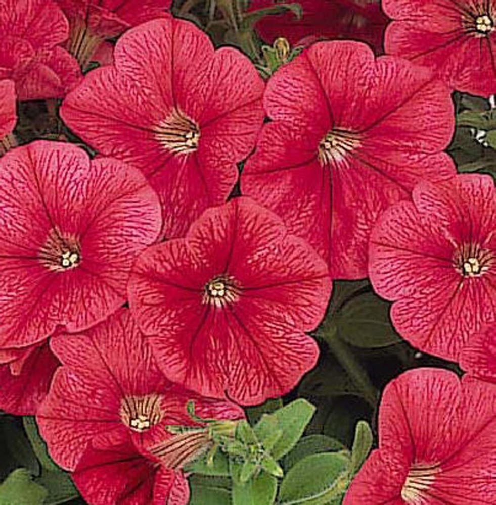 Petunia Seeds Candypops Strawberry Vein Pelleted Petunia 50 Pelleted Seeds