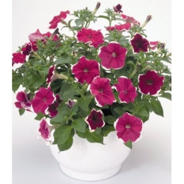Bulk Petunia Seeds 1,000 Pelleted Seeds Petunia Hulahoop Rose