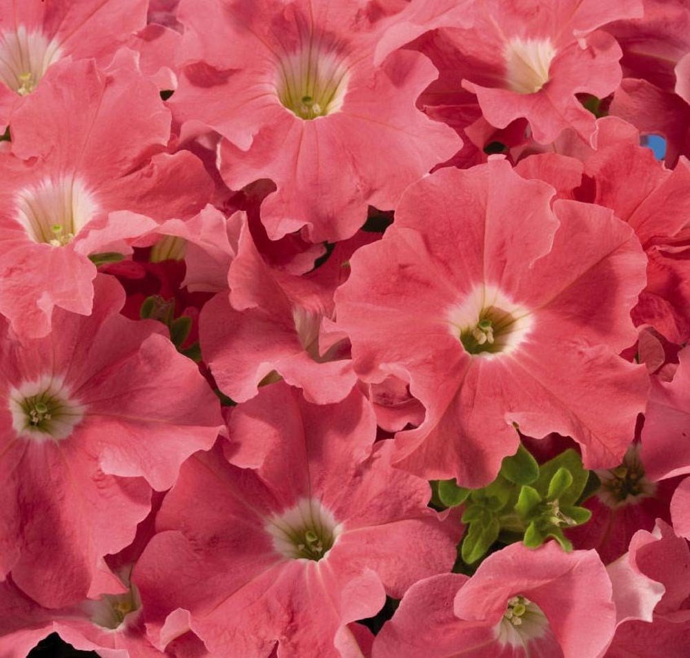 Bulk Petunia Seeds 1,000 Pelleted Seeds Petunia Seeds Candypops Blush Salmon