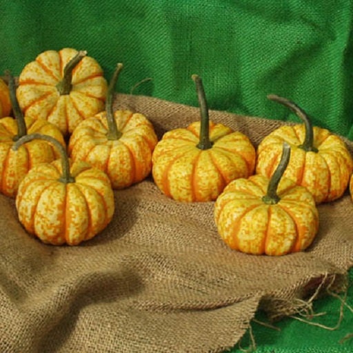 Pumpkin Seeds 25 Hooligan Pumpkin Garden Seeds – trailingpetunia.com