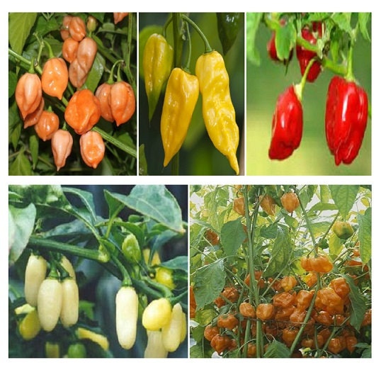 habanero plant seeds 250 Seeds Habanero Pepper Seed Mix HOT!! – trailingpetunia.com