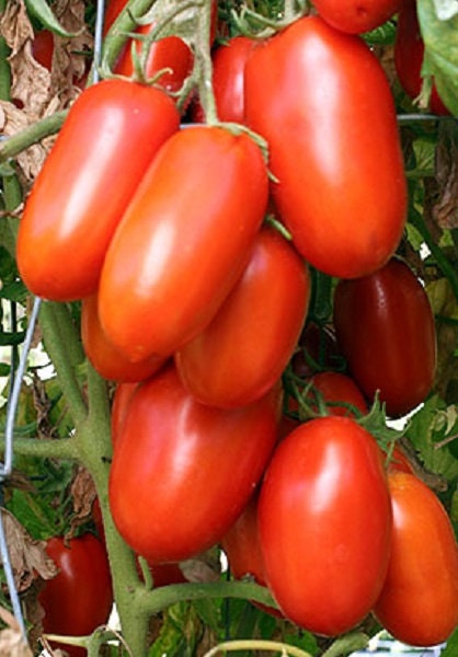 planting roma tomato seeds Tomato Seeds La Roma III Hybrid 50 Tomato Seeds – trailingpetunia.com