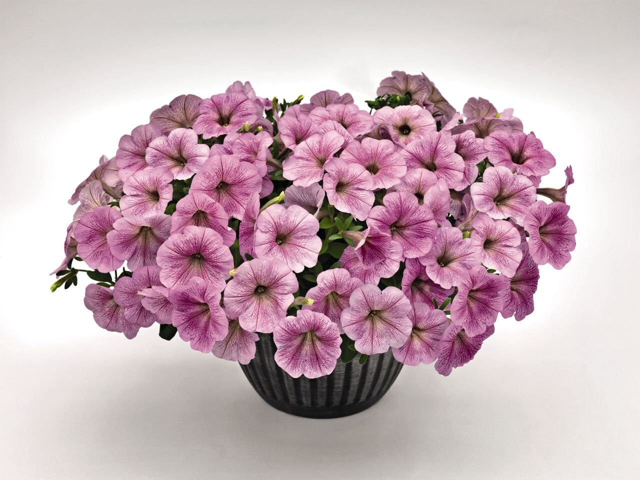 Petunia Seeds Success Silver Vein 25 Pelleted Seeds New For 2019