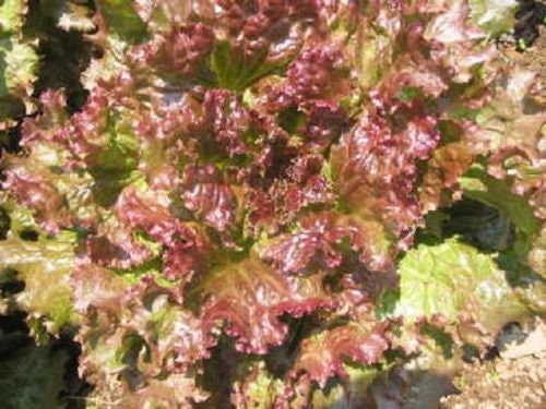 Red Sails Lettuce Seeds 1,000 Seeds