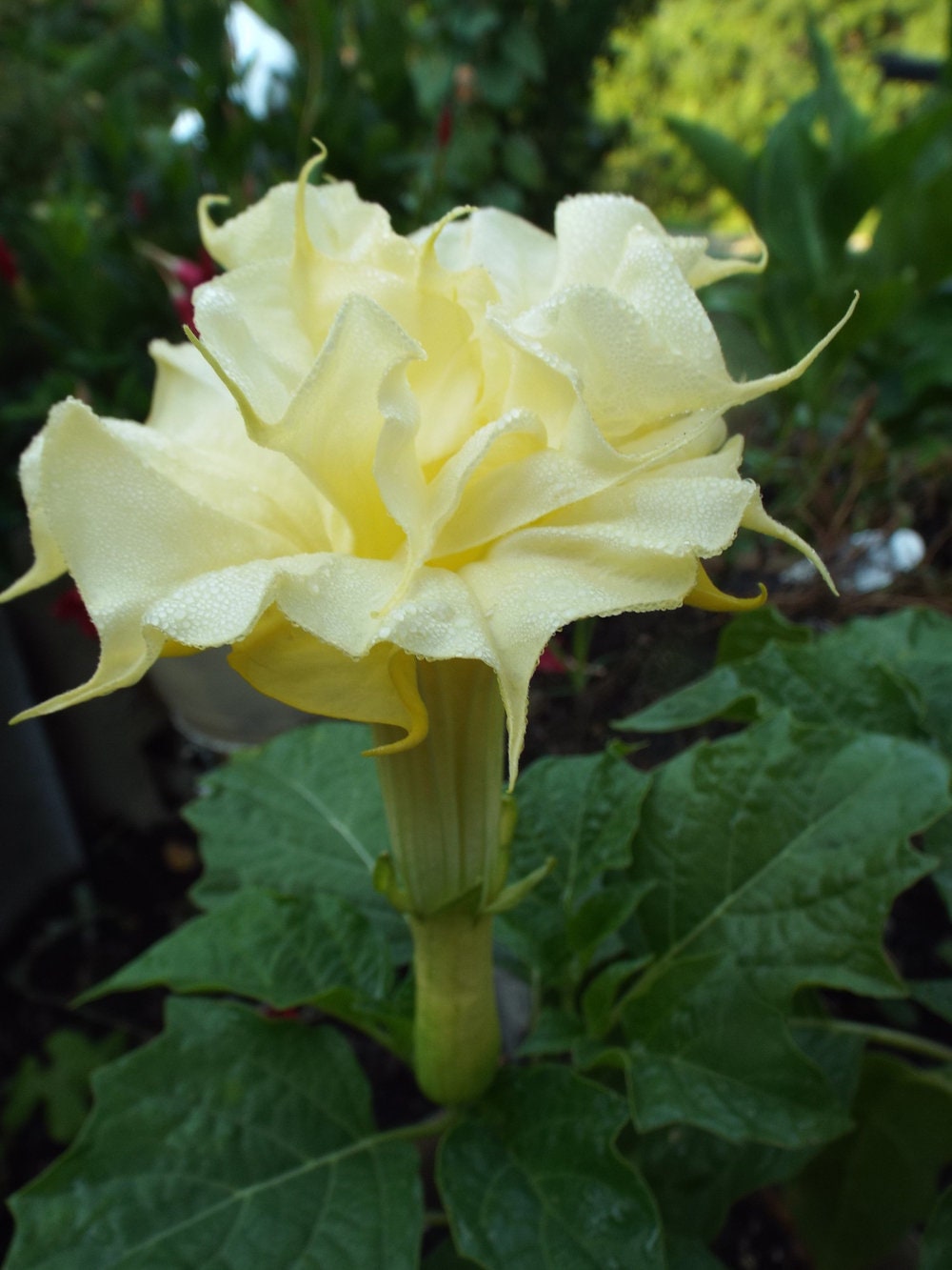 Datura Seeds Ballerinia Yellow Double Flower 25 Seeds Angels Trumpet