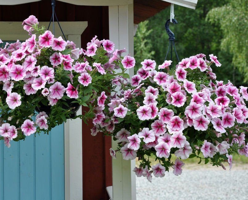 BIN#2R7D2 Pelleted Seeds Opera Supreme Raspberry Ice Trailing Petunia 25 Pelleted Seeds