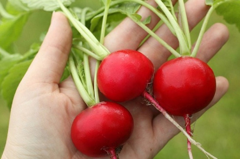 German Giant Radish Seeds 500 Seeds Huge Radish