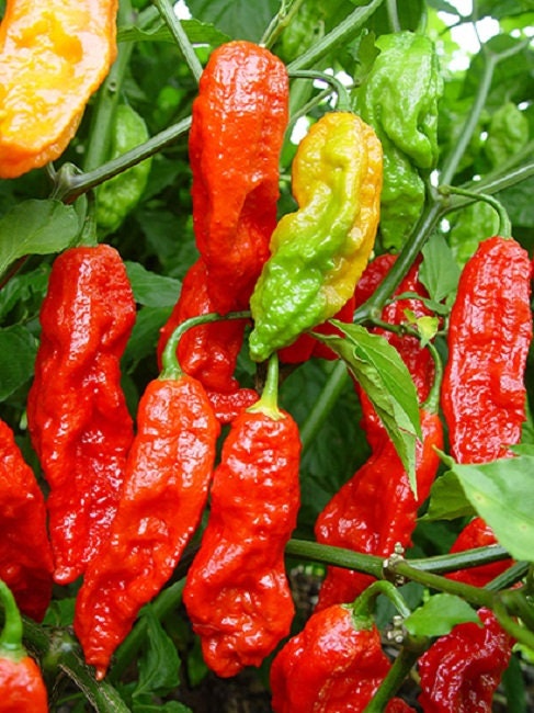 ghost pepper seeds for planting 50 Pepper Seeds Bhut Jolokia Red Ghost Pepper – trailingpetunia.com