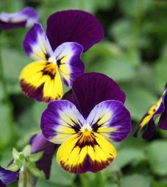 Viola Seeds Sorbet XP Midnight Glow 50 Seeds