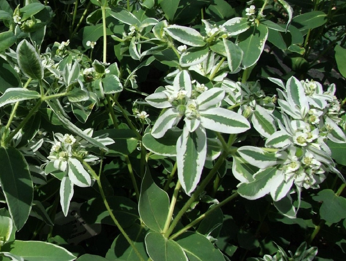 Euphorbia Seeds Snow On The Mountain 50 Seeds Euphorbia Marginata