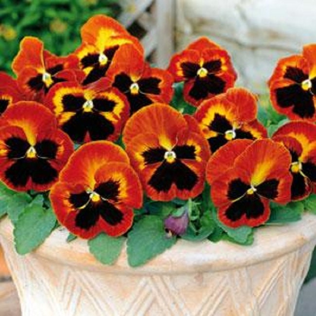 Pansy Seeds Pansy Matrix Solar Flare 25 Seeds Extra Large Flowers