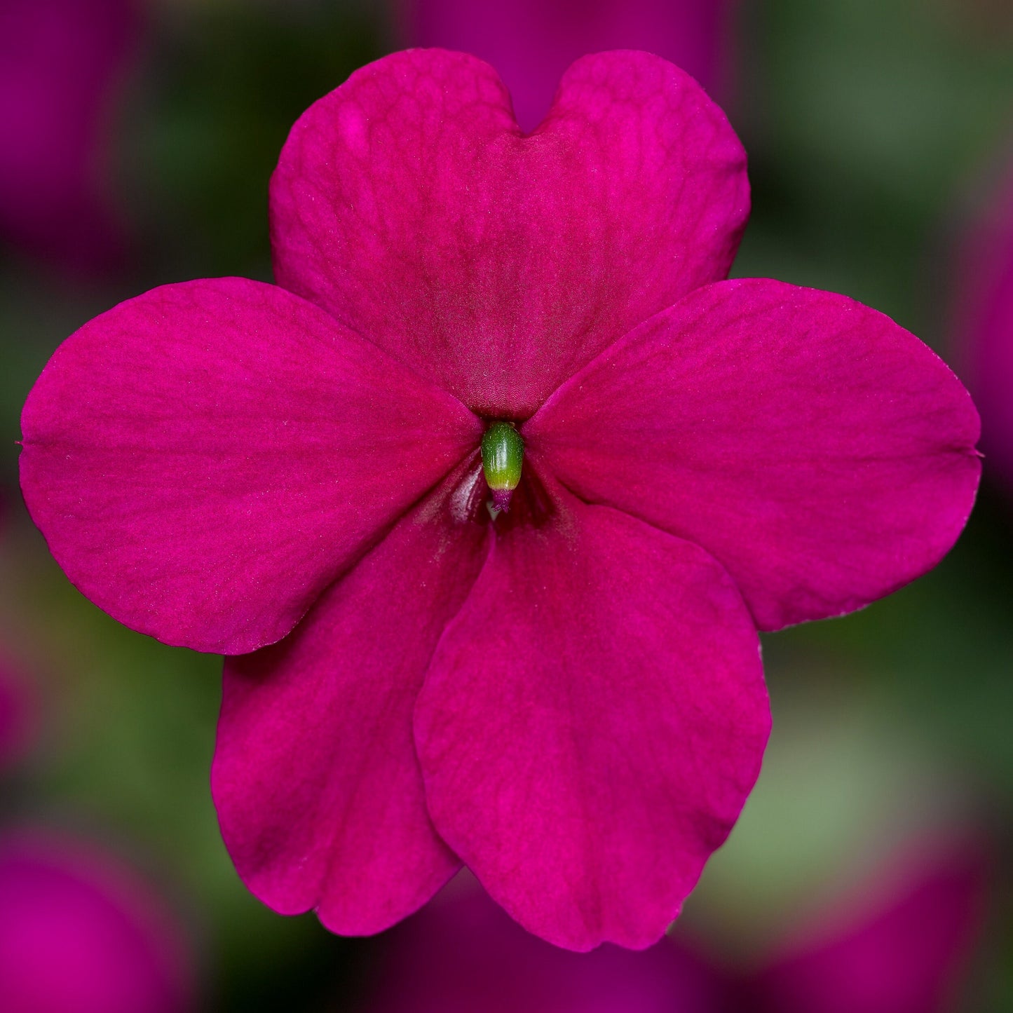 Impatiens Seeds Impatiens XDR Imara Purple 50 Seeds