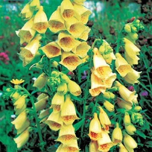 yellow bell flower seeds 100 Seeds Purpurea Yellow Temple Bells Yellow Foxglove Seeds Digitalis – trailingpetunia.com