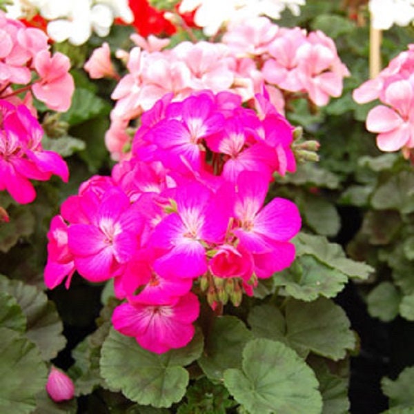 rose geranium seeds Geranium Logro Mix 15 Seeds Geranium Seeds