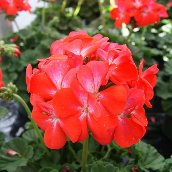 apple blossom geranium seeds 15 Flower Seeds Geranium Cola Apple Blossom |Seeds for Sale