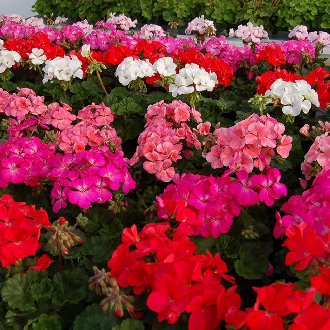 Geranium Logro Mix 15 Seeds Geranium Seeds