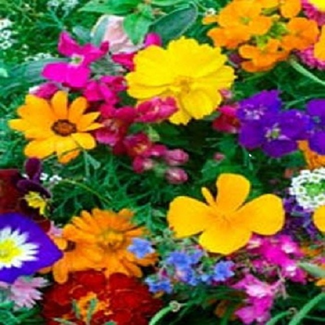 wildflower seed mix for sale Wildflower Seeds Dwarf Balcony | Plant Nursery