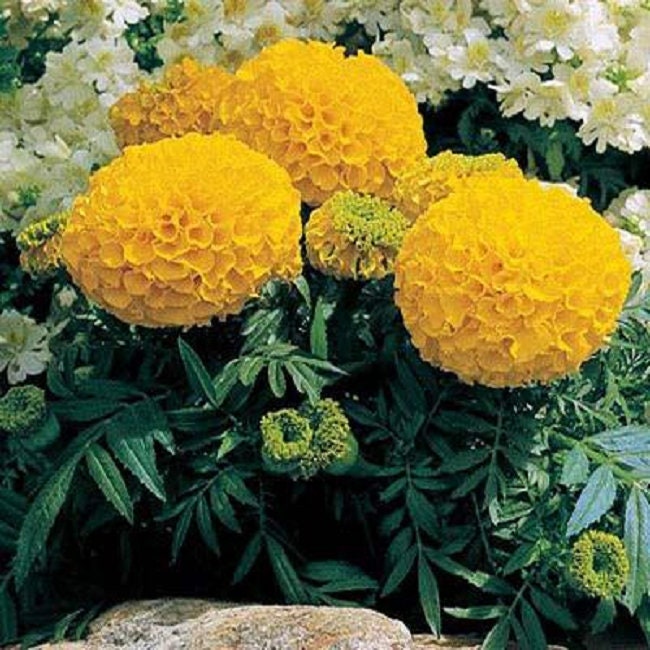 Marigold Seeds African Marigold Antigua Gold 50 Marigold Seeds