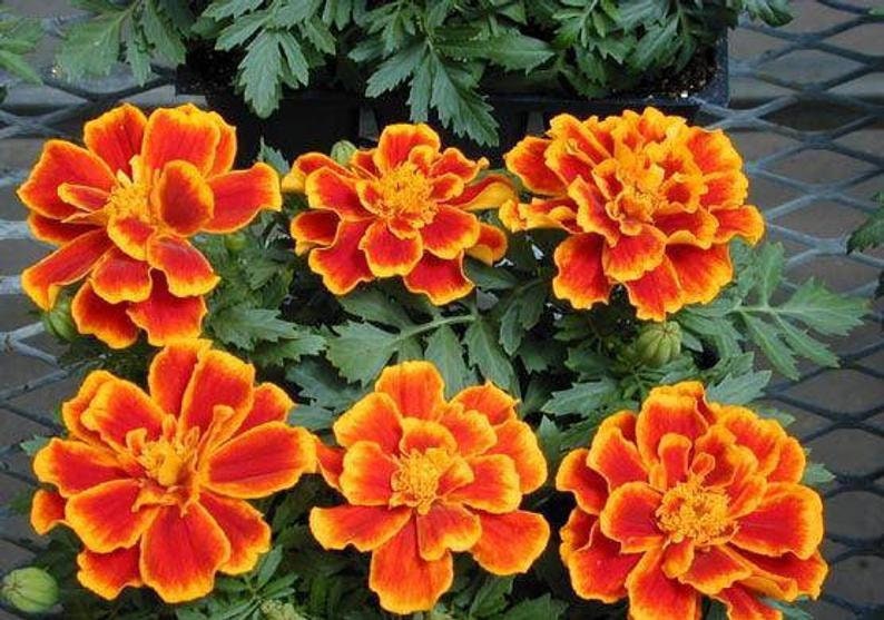 Marigold Seeds French Durango Flame 50 Seeds French Marigold