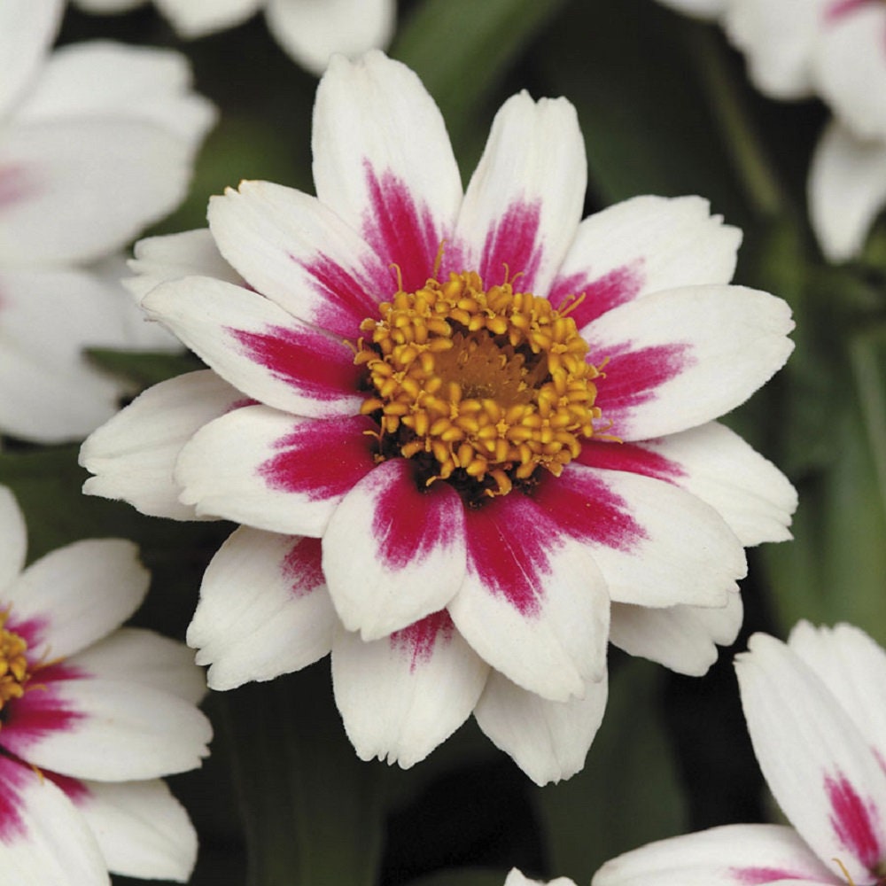 Zinnia Seeds Zahara Starlight Rose 25 Seeds Flower Seeds