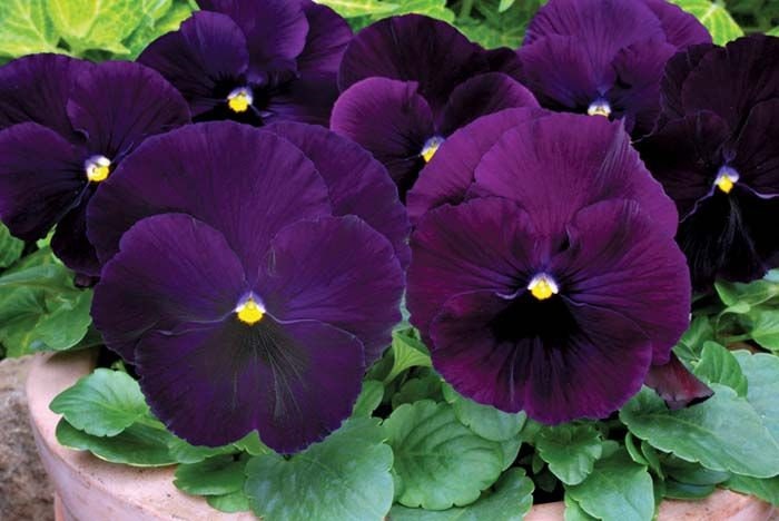 Pansy Seeds Pansy Matrix Purple 25 Seeds Extra Large Flowers