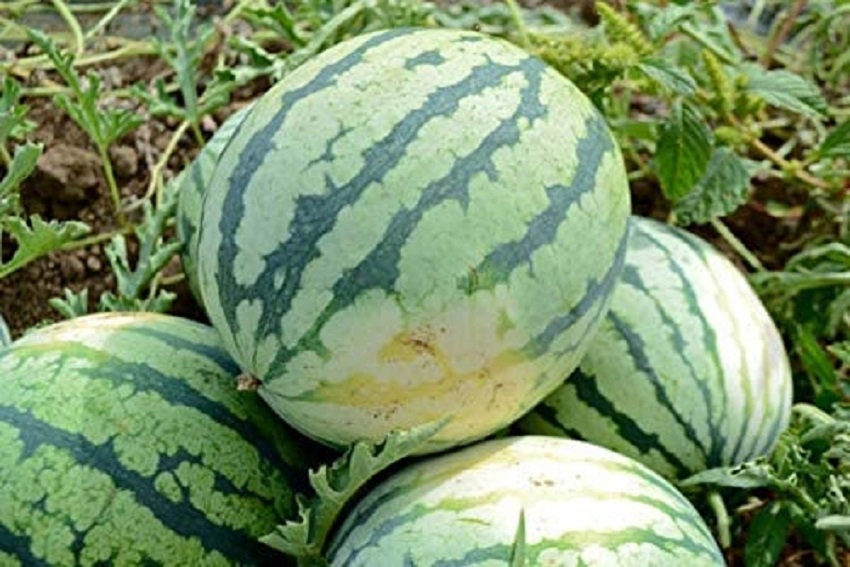 Watermelon Seeds Dixie Queen 50 Watermelon Seeds