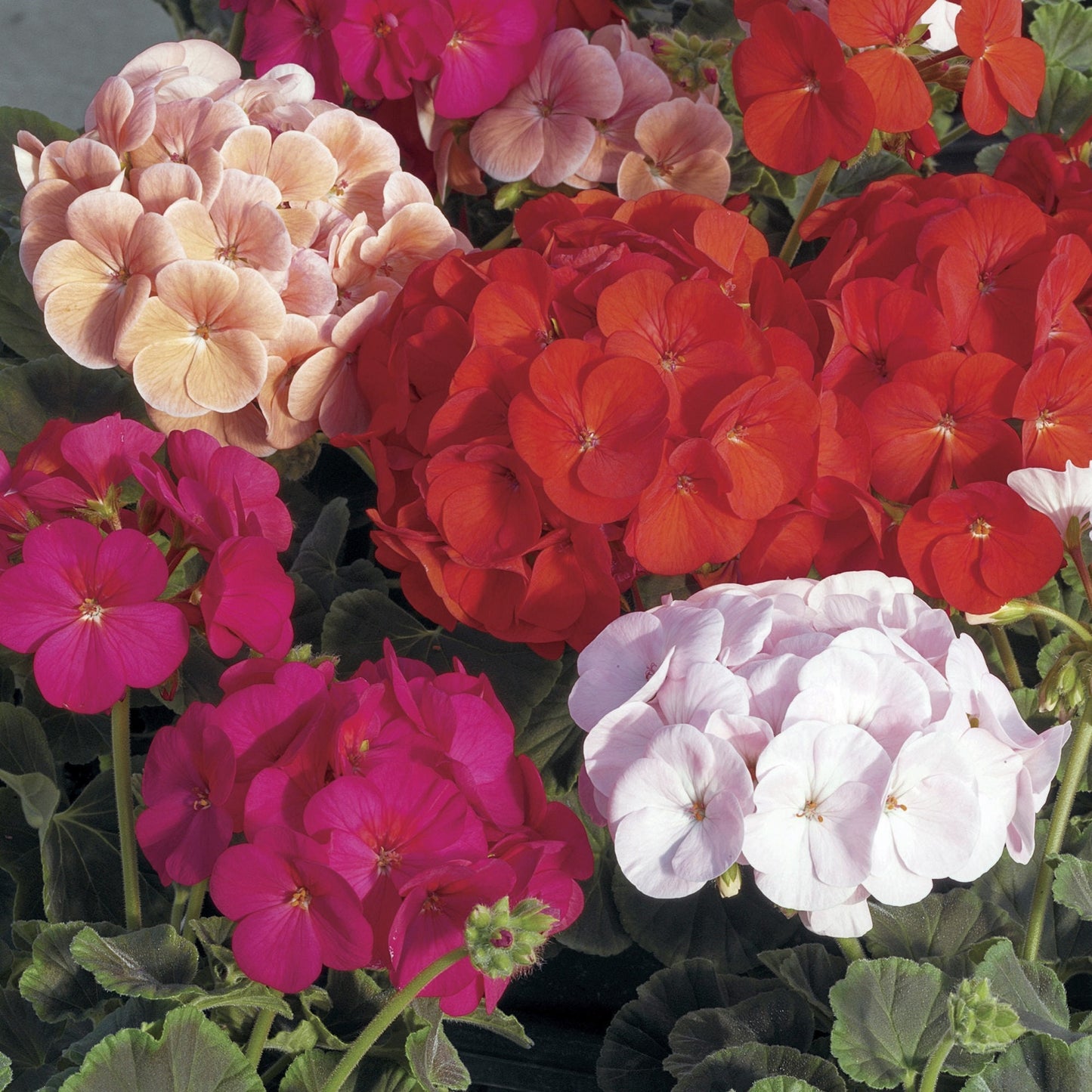 Geranium Seeds Bullseye Mix 15 Seeds