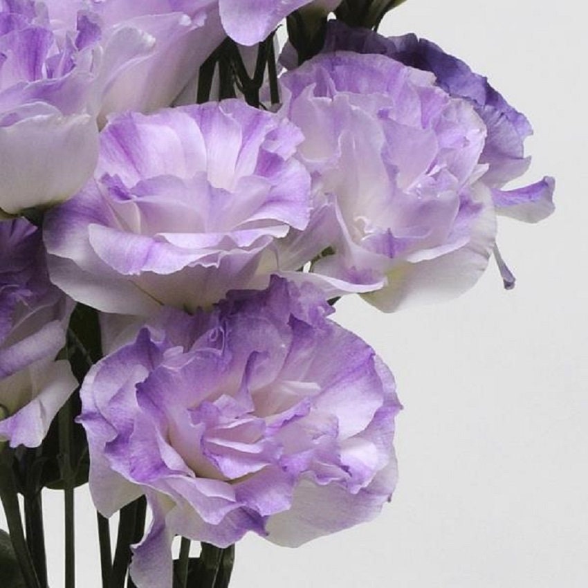 Lisianthus Seeds Marichi Misty Blue 25 Pelleted Seeds Flower Seeds