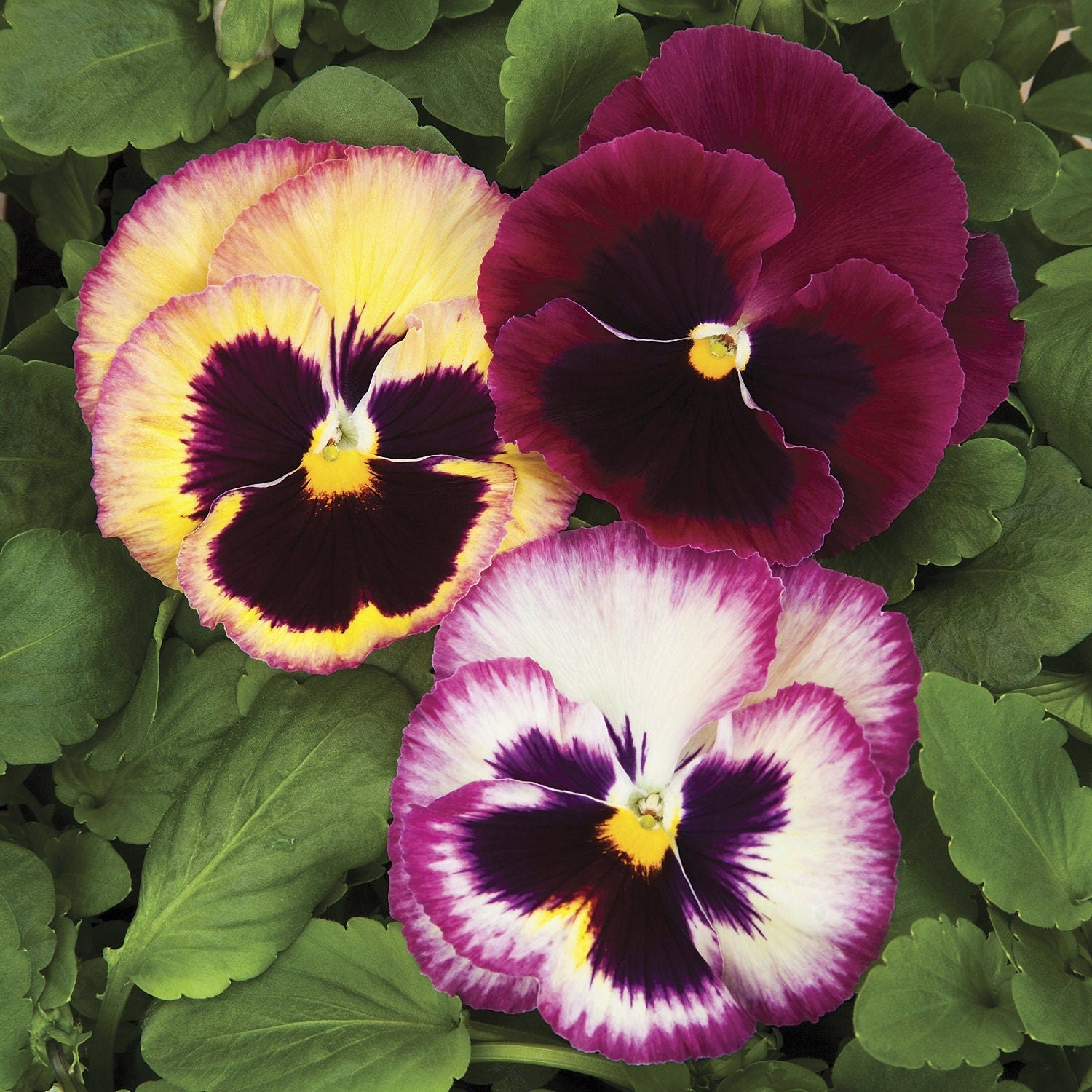 buy rose seeds online Pansy Seeds Colossus Rose Medley | Pansy Seeds