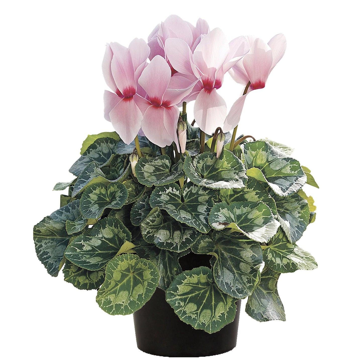 Cyclamen Seeds Synchro Sierra Light Pink With Eye 15 Cyclamen Seeds