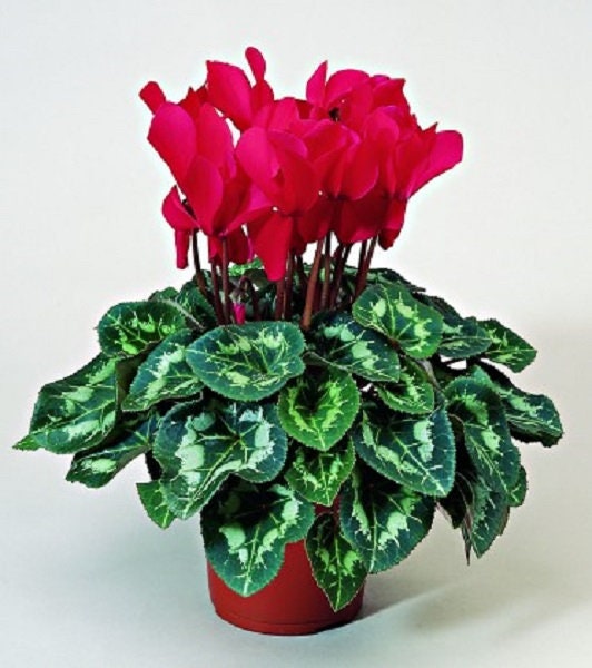 cyclamen seeds planting Cyclamen Seeds Synchro Sierra Scarlet 15 Cyclamen Seeds