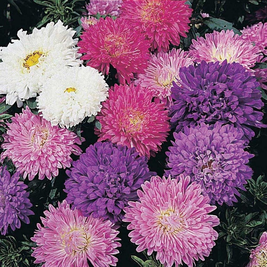 100 Aster Seeds Callistephus Dwarf Milady Mix