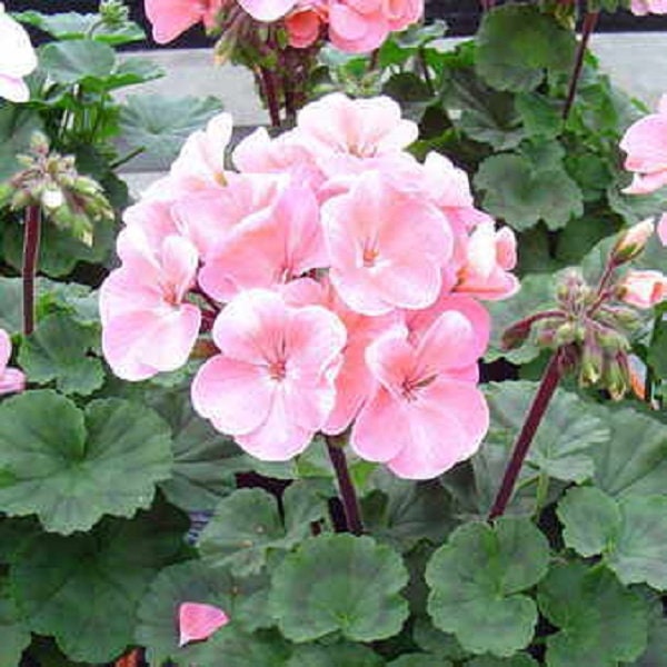 15 Geranium Seeds Geranium Logro Nano Appleblossom Flower Seeds