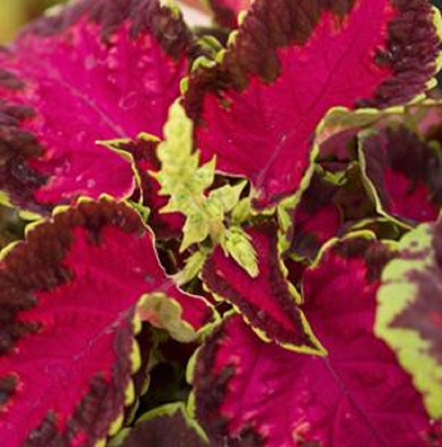 Coleus Seeds 50 Pelleted Seeds Fairway Rose Flower Seeds