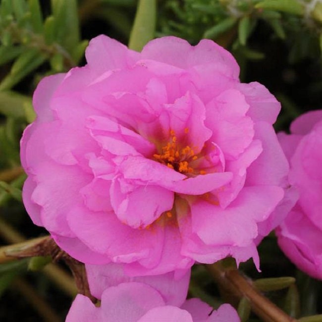 multi petal moss rose seeds Portulaca Seeds Portulaca Happy Trails Pink 50 Multi pelleted Seeds Pe – trailingpetunia.com