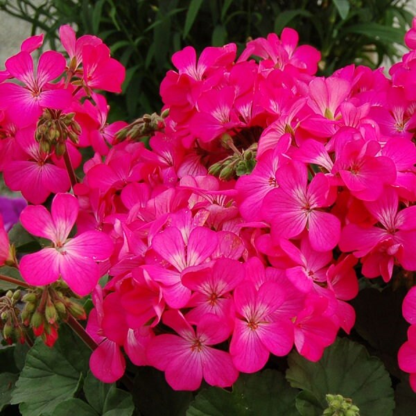 MPB#3 Geranium Seeds Logro Nano Pink Flower Seeds 15 Seeds