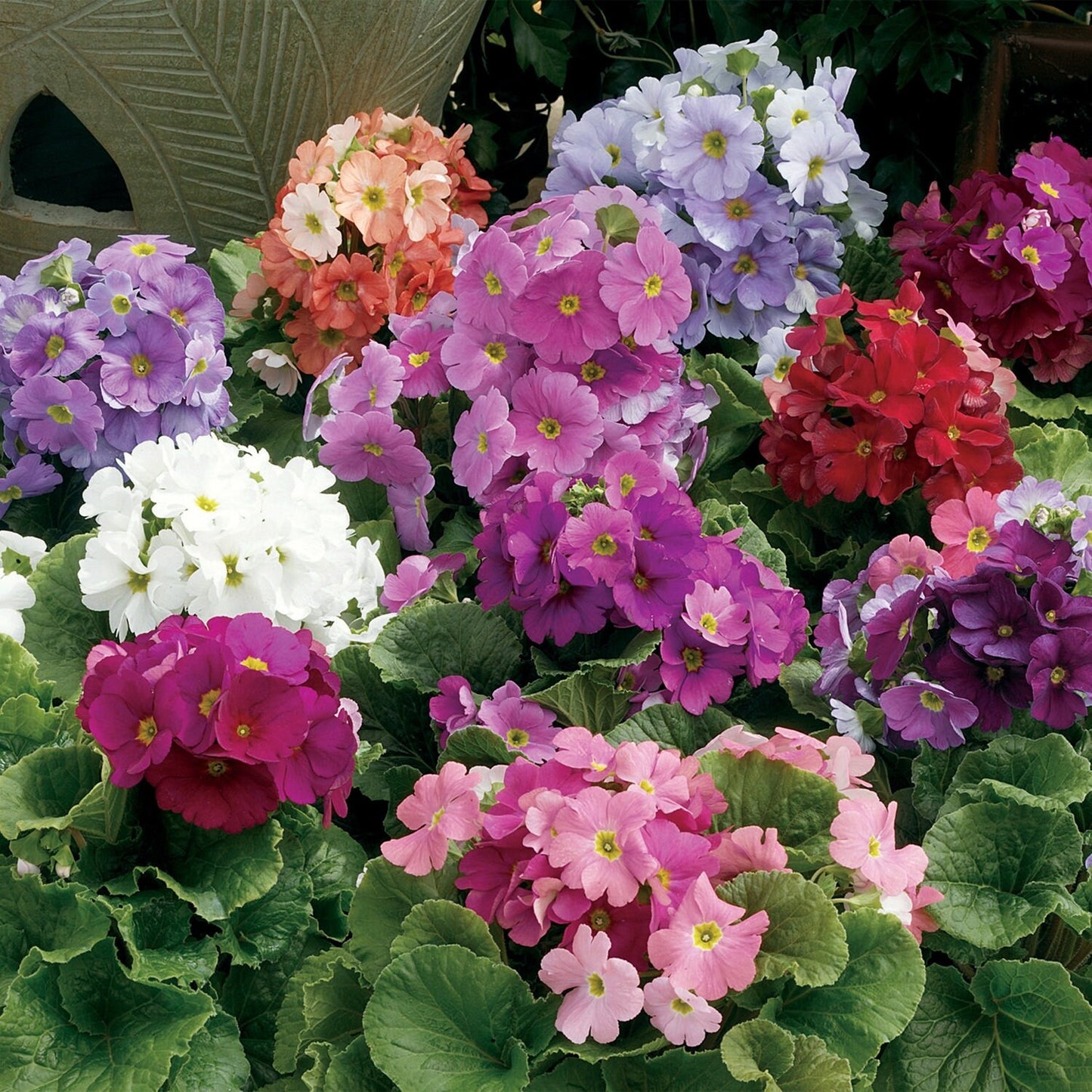 Primula Seeds 50 Primrose Seeds Primula Libre Mix