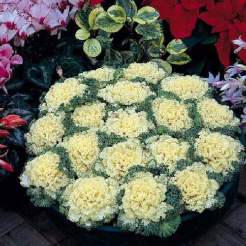 Ornamental Kale Nagoya White 50 Seeds Flowering Kale Seeds