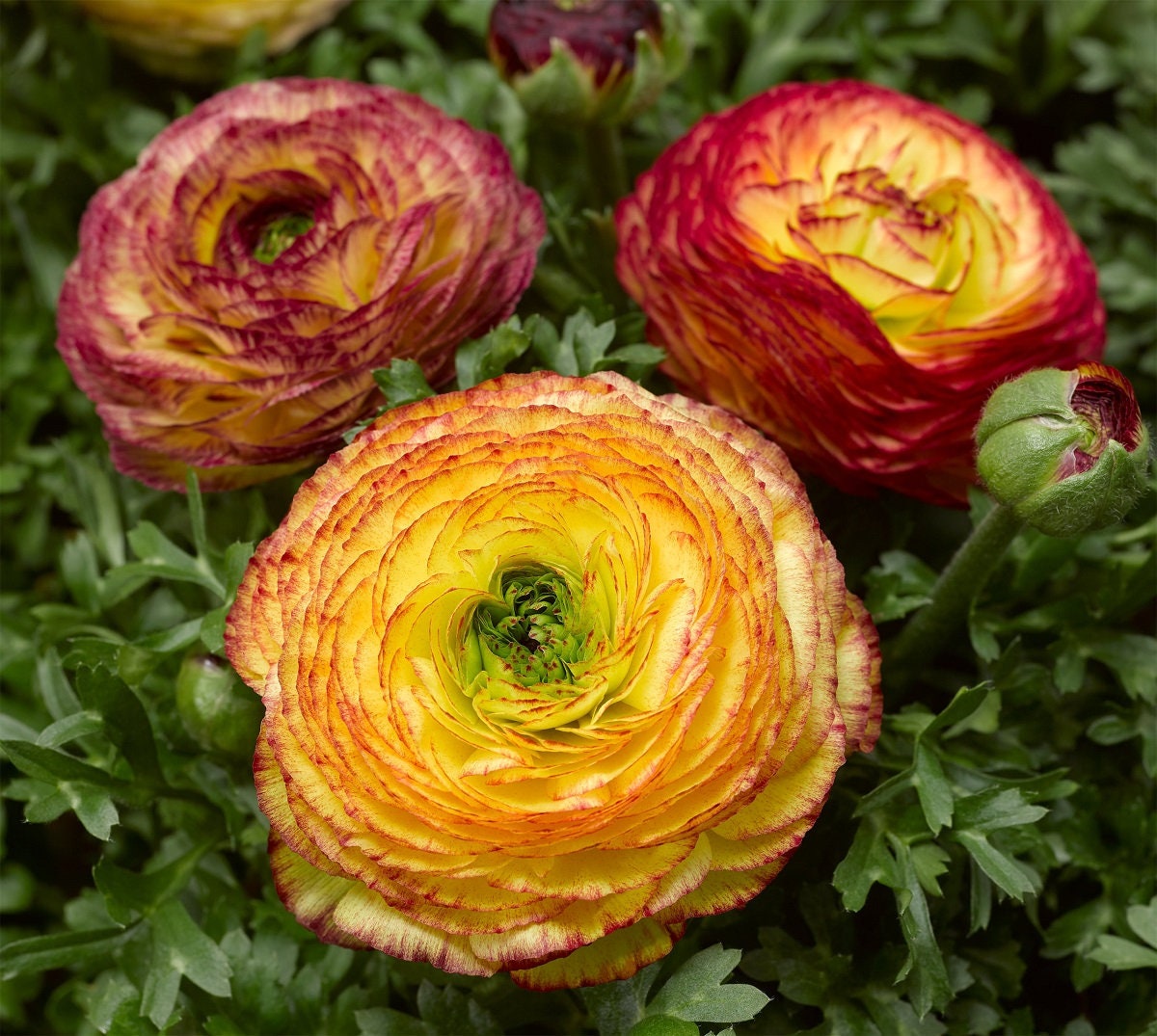 ranunculus flower seed Ranunculus Seeds Mache Lemon Rose Bicolor 25 Seeds Pelleted Seeds – trailingpetunia.com