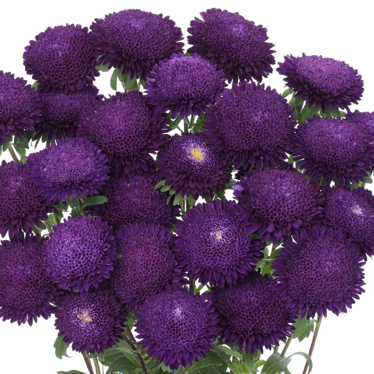 aster flower seeds online Aster Seeds | Plant Nursery