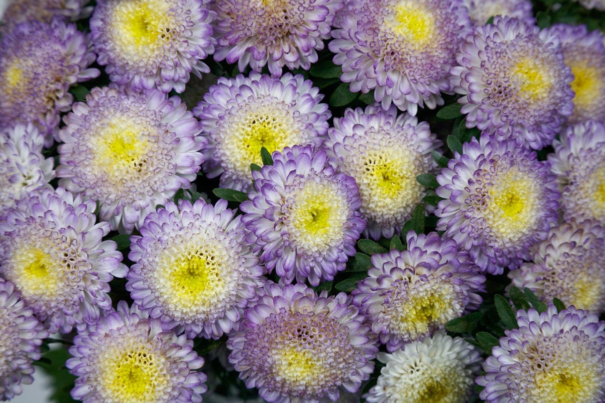 aster flower seeds online Aster Bonita Top Blue Cut Flower Seeds | Garden Seeds