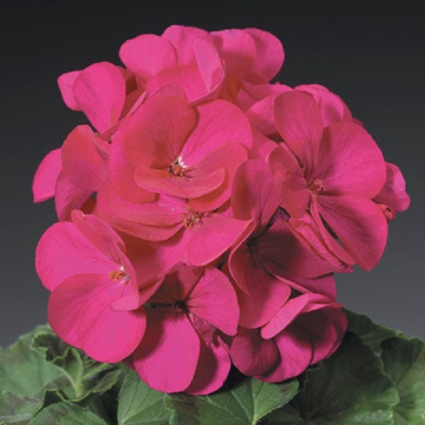 Geranium Seeds Geranium Ringo Violet 15 Seeds Violet Geranium