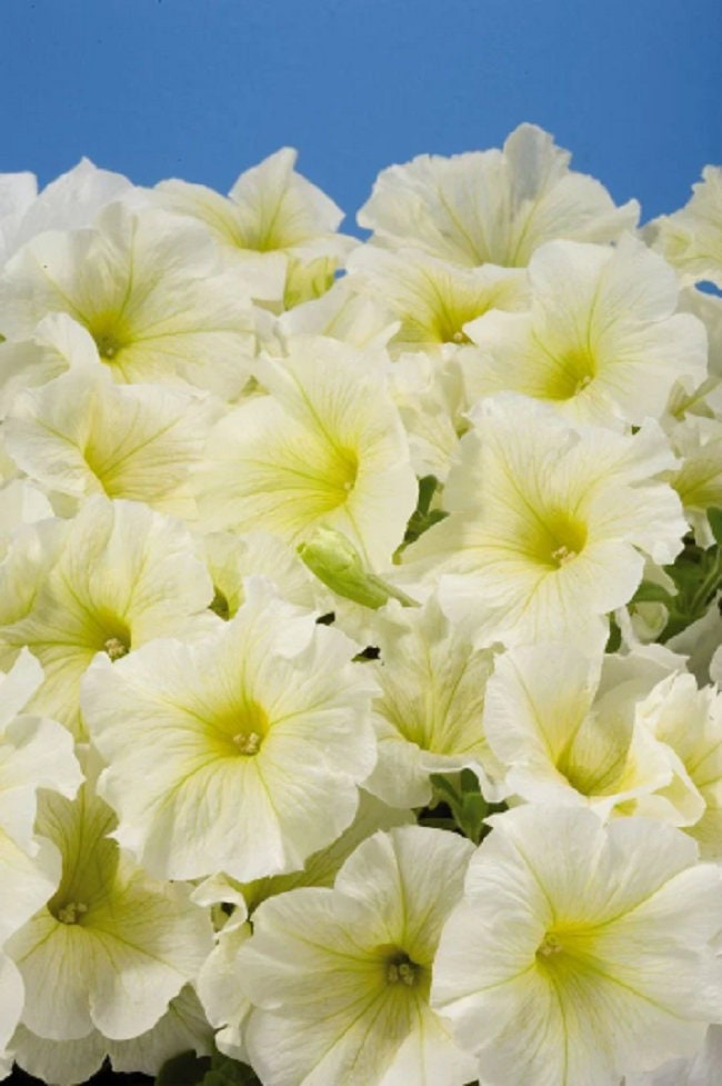 Petunia Seeds 50 Pelleted Petunia Seeds Aladdin Yellow
