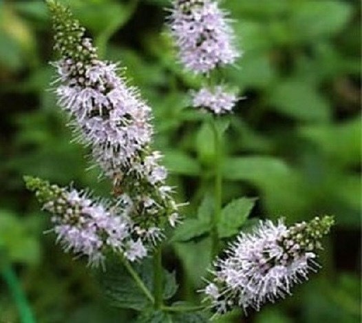 peppermint succulent 100 Seeds Peppermint Seeds Herb |Plant Nursery – trailingpetunia.com