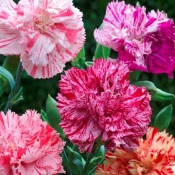 carnation cut flower seeds 50 Seeds Carnation Chabaud Picotee Mix Flower Seeds
