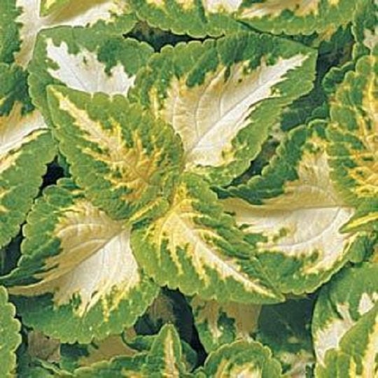 50 Seeds Coleus Wizard Jade Seeds